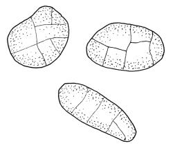 Cladomnion ericoides, three spores. Drawn from P. Child s.n., 5 Mar. 1972, CHR 422333, and D. Glenny s.n., 27 Nov. 1985, CHR 438494.
 Image: R.C. Wagstaff © Landcare Research 2018 